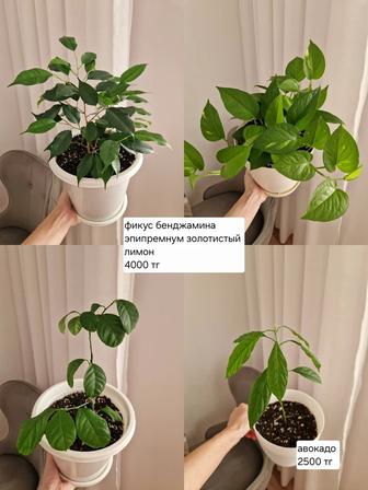 Комнатные растения, разные