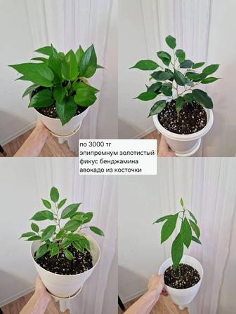 Комнатные растения, разные