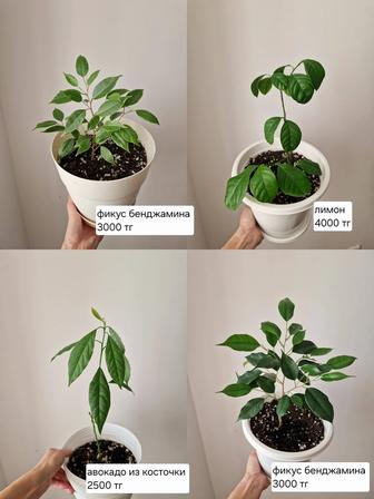 Комнатные растения, разные