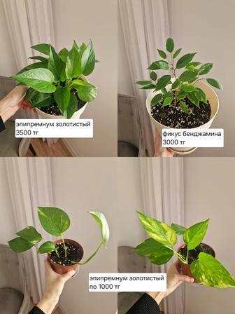 Комнатные растения, разные