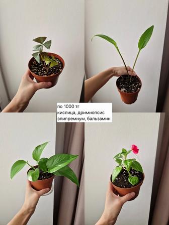 Комнатные растения, разные