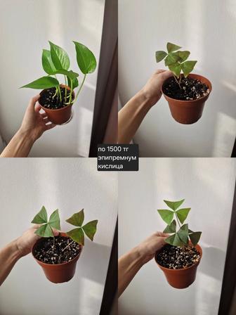 Комнатные растения, разные