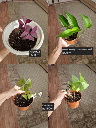 Комнатные растения, разные