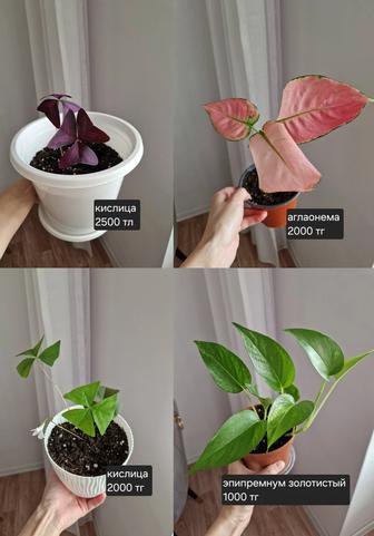 Комнатные растения, разные