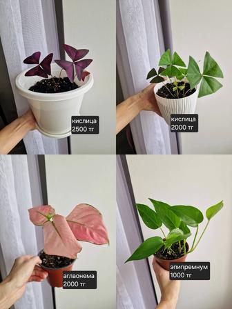 Комнатные растения, разные