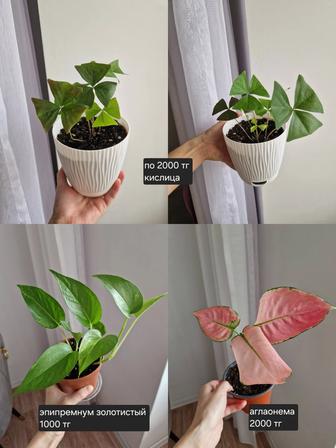 Комнатные растения, разные