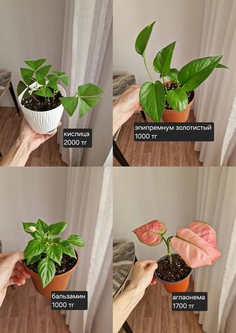 Комнатные растения, разные