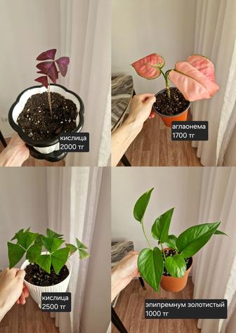 Комнатные растения, разные