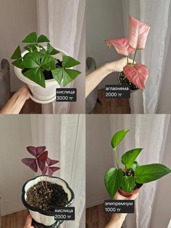 Комнатные растения, разные