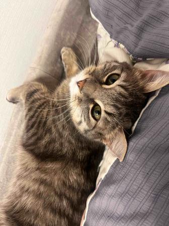 Отдам кошку в добрые руки