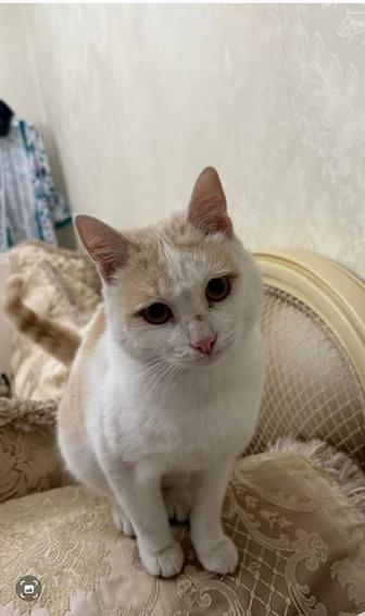 Отдам бесплатно котенка