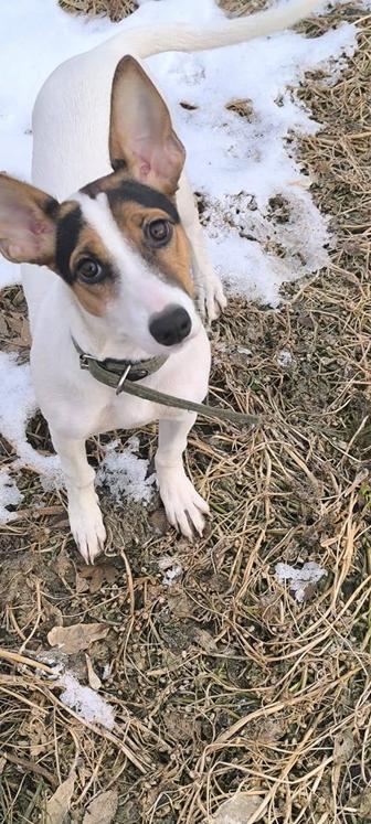 Собачка в хорошие руки