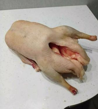 Продам гусь мясо