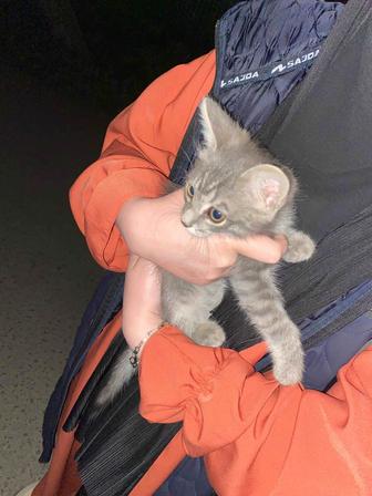 Котенок в добрые руки