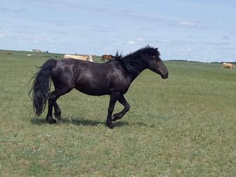 Продам две кобылы одна с жеребенком старая,вторая без жеребенка 7 летка,