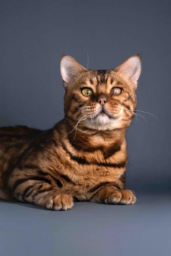 Бенгальский котик Монти, 1,5 года