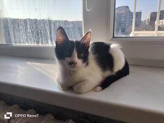 Котенок -мальчик ищет дом