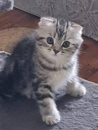Шотландские котята продажа