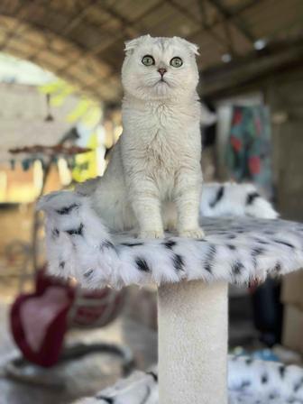 Продается мальчик скоттиш fold