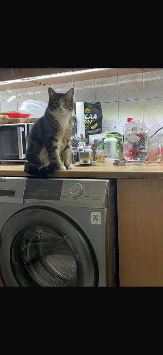 Отдам кота в хорошие руки