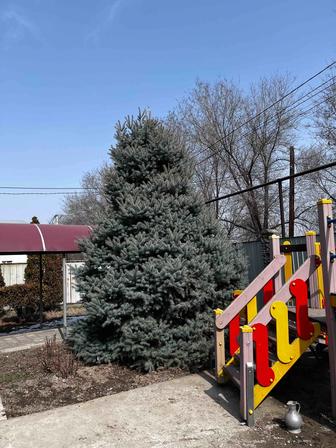 Продается елки