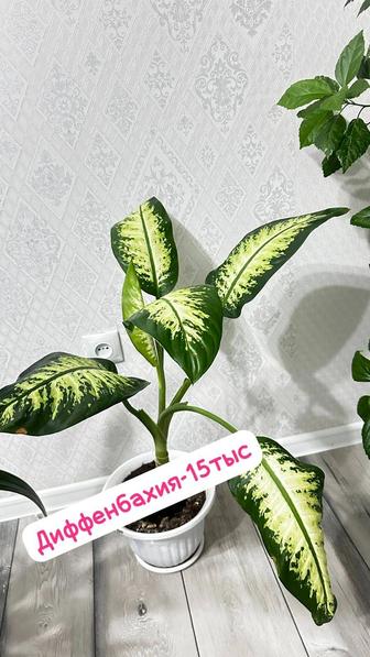 Диффенбахия