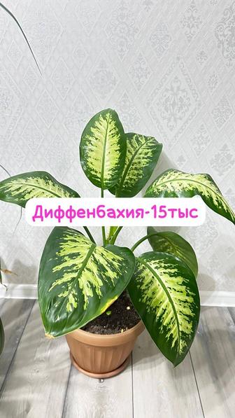 Диффенбахия