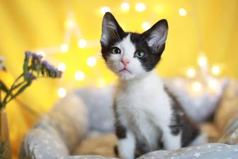 Котята мальчики в добрые руки
