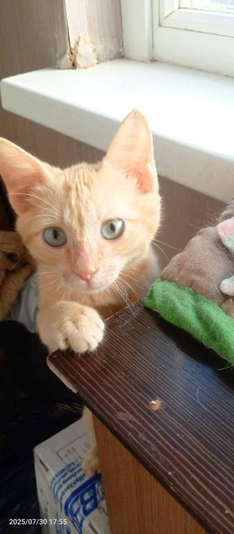 Котята мальчики в добрые руки