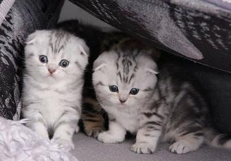 Шотландские малыши