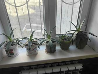 Продам Алоэ Вера