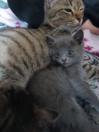 Котенок девочка серого цвета