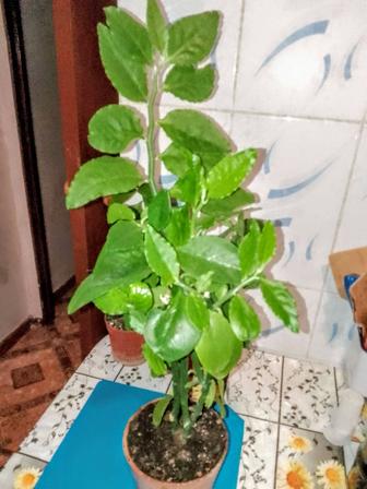 Педилантус.Красный.