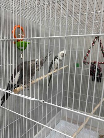Продам 2 попугаи Кореллы