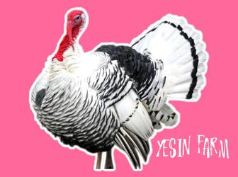 Инкубационные яйца северо кавказских индюков проверено фермерами