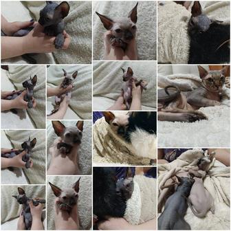 Продаются котята породы канадский сфинкс
