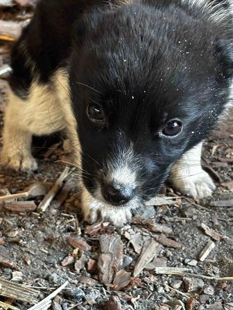 Щенок ищет дом