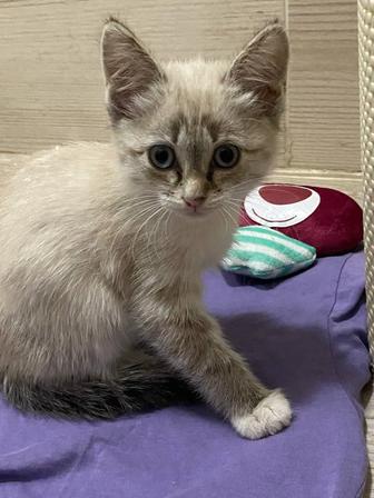 Котенок