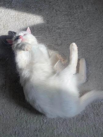 Отдам в добрые руки двух кошек