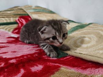 Продаются котята шотландской породы