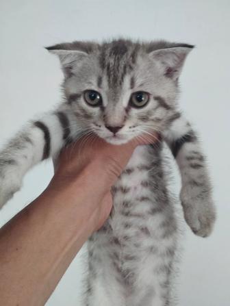 Продаются котята шотландской породы