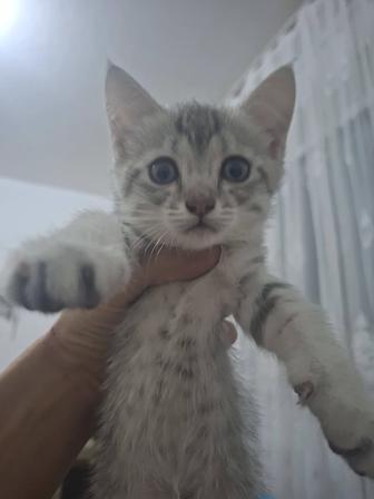 Шотландский котенок