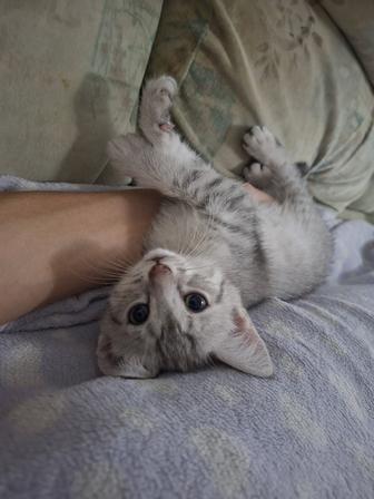 Шотландский котенок