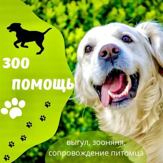 Выгул, зооняня, зоопомощь