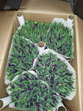 Предлагаем тюльпаны