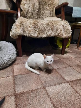 Котенок, кошечка 4 месяца