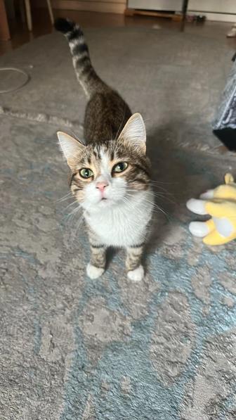 Отдам котенка