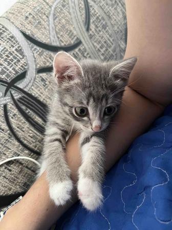 Отдам котенка (1мес)