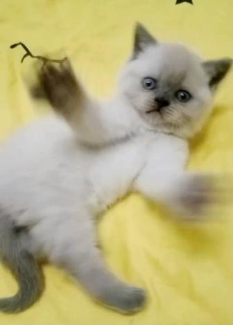 Британские котики и кошечки