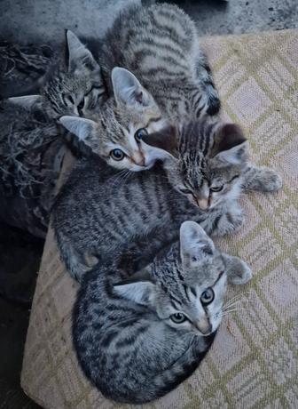 Котята